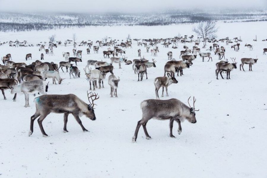 Herd of reindeer in snowy Iceland landscape, showcasing winter beauty and wildlife adaptation.