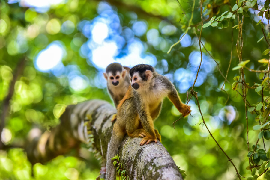 Squirrel monkey perched on a tree branch in Manuel Antonio National Park, surrounded by lush wilderness