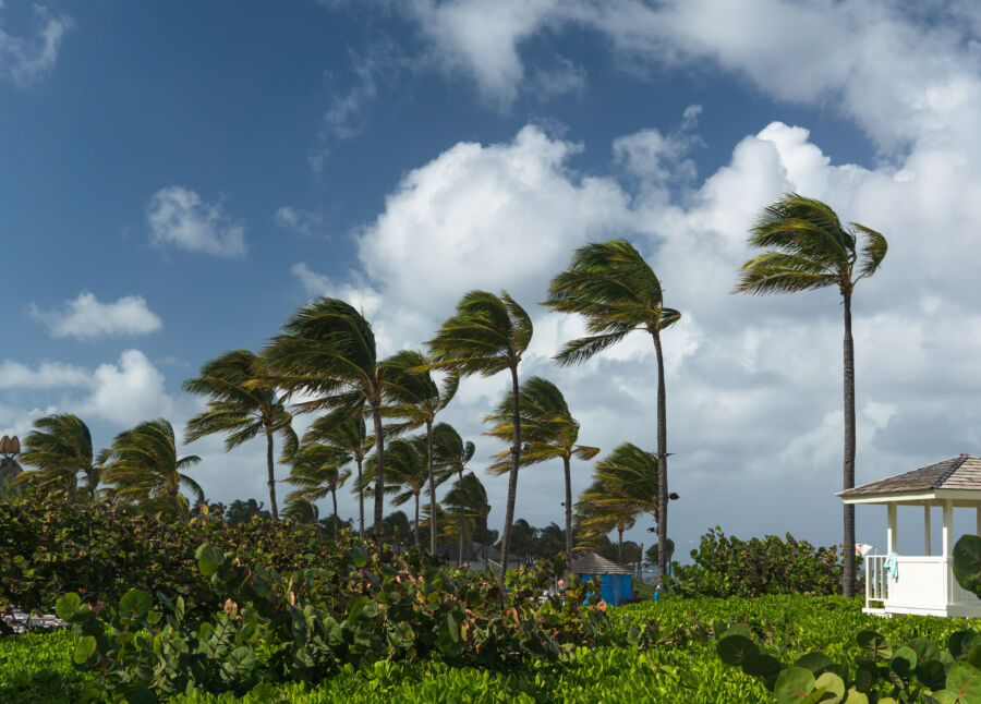 Palms swaying vigorously in strong winds