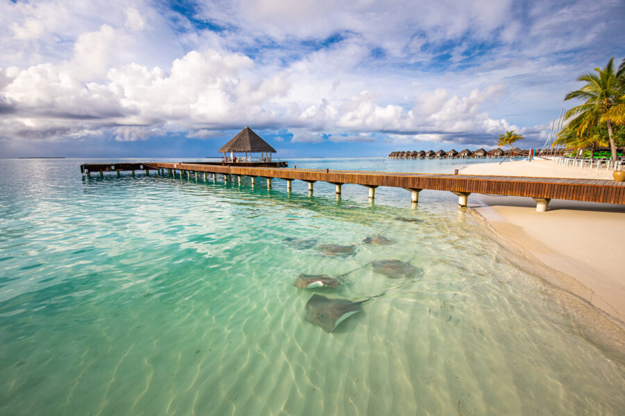 Manta rays gracefully swimming in the clear waters of Sun Siyam Vilu Reef, Maldives, showcasing their majestic wings