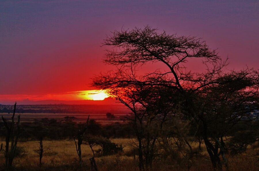 Breathtaking savanna sunset with vivid sky colors and silhouetted trees.