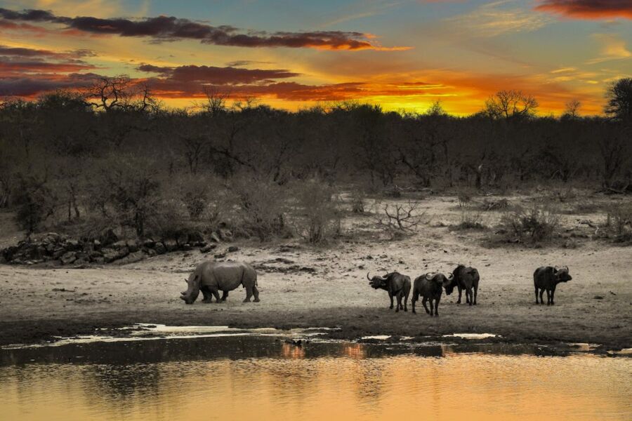 African sunset with rhinoceros, buffaloes, vibrant sky, and savanna ecosystem.