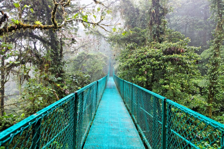 Suspension bridge in misty rainforest, vibrant greenery, eco-tourism, biodiversity, adventure.