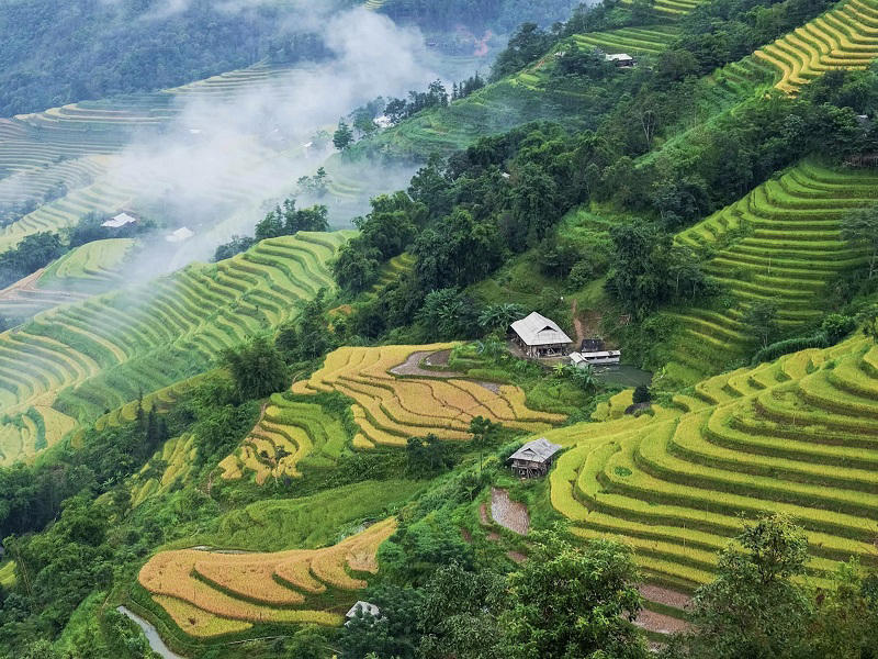 Terraced rice fields in Muong Hoa Valley mountains with misty hills, village houses, and lush greenery.