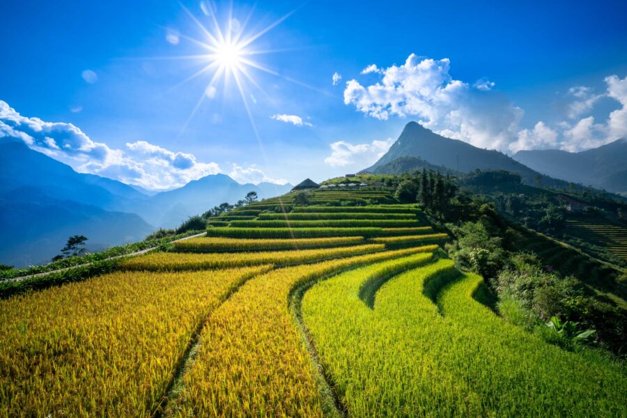Sunlit Sapa terraced rice fields on green mountain slopes under blue sky and dramatic peaks.