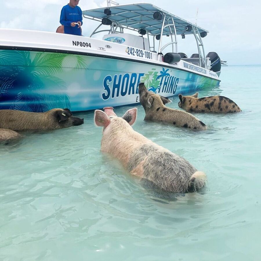 Pig Beach in the Bahamas, a man and multiple pigs are wading in the water beside a boat.