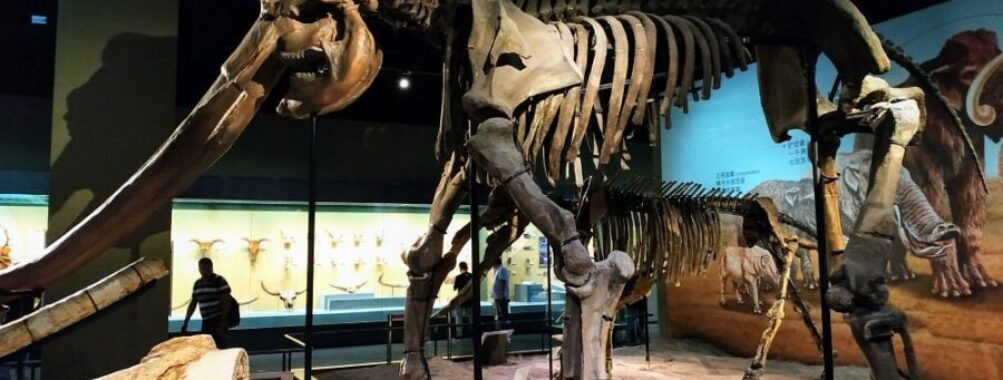 Tianjin Natural History Museum