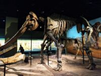 Tianjin Natural History Museum