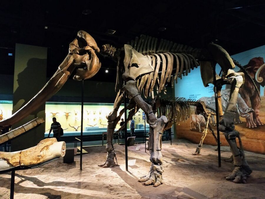 Tianjin Natural History Museum
