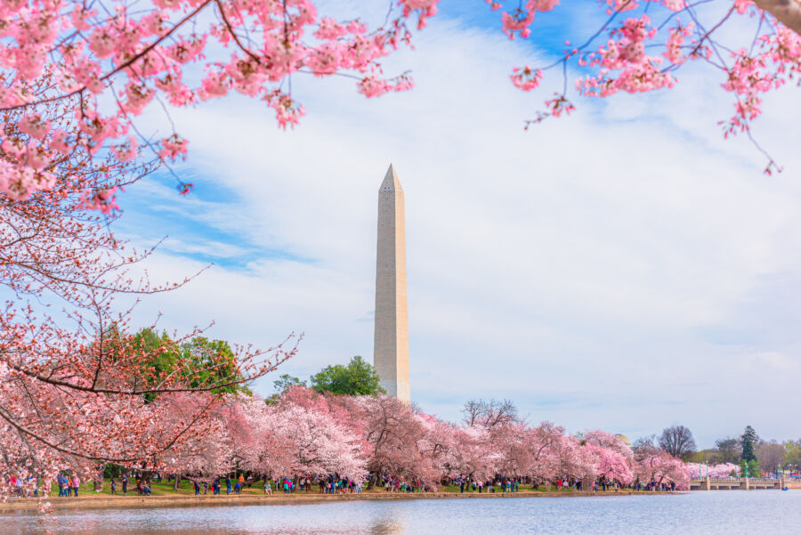 Cherry blossoms in full bloom surround the Tidal Basin and Washington Monument in Washington, DC during spring.
