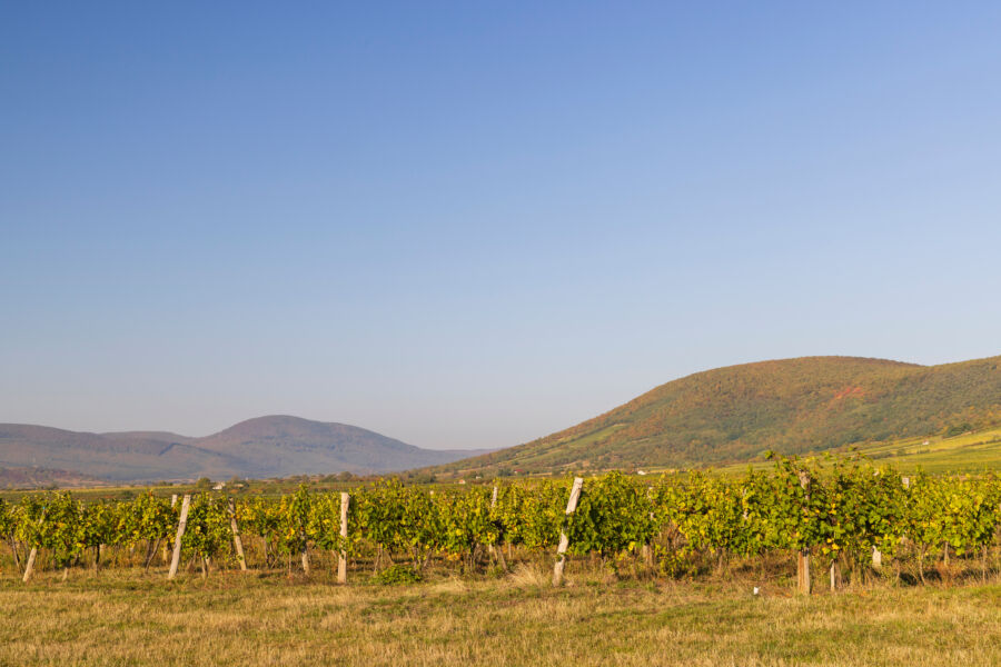 Scenic autumn vineyard in the Tokaj region, featuring colorful grapevines and hills, located near Tokaj town, Hungary