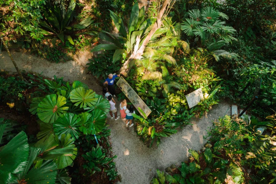 Aerial view of tropical botanical garden path with lush greenery and tourists on guided tour.