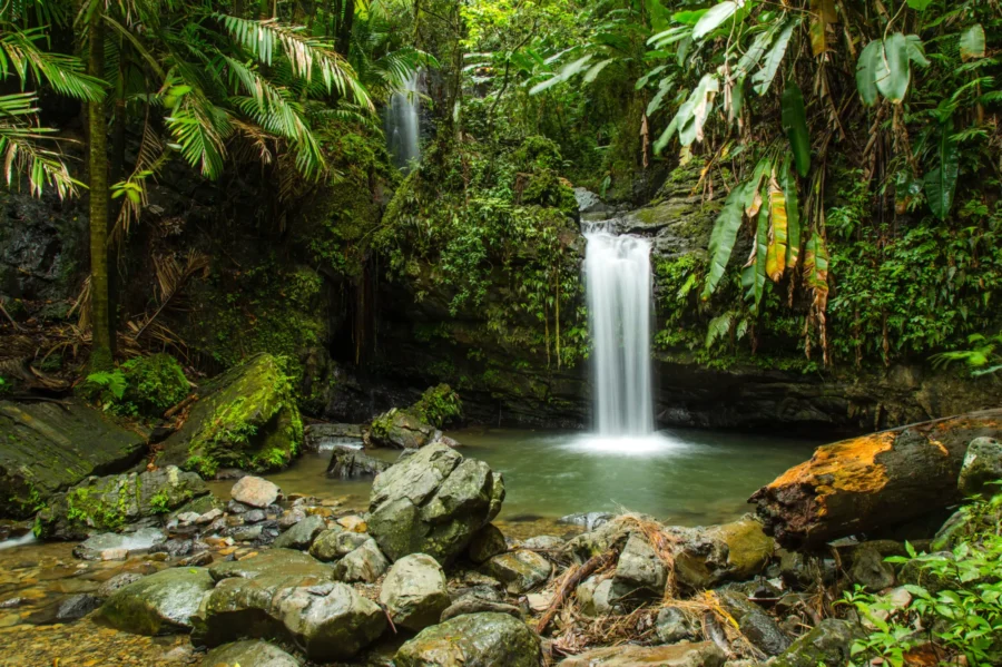 Tropical rainforest waterfall cascading into mossy rock pool in lush El Yunque jungle.