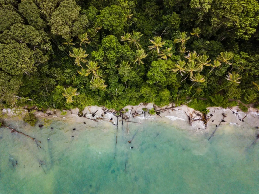 Aerial view of tropical forest meeting coastline, vibrant greenery, and serene ocean.