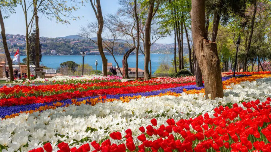Emirgan Park tulip beds along Bosphorus waterfront in Istanbul, spring garden.