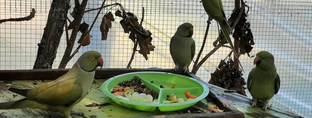 Twala Trust Animal Sanctuary