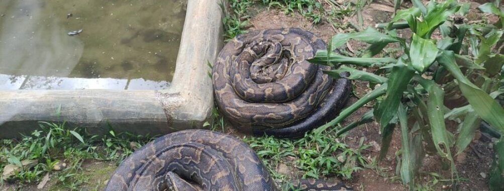 Reptile village in Entebbe