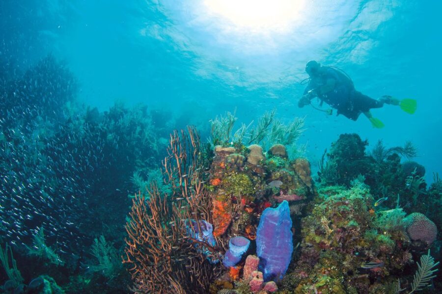 Colorful coral reef scene with scuba diver, marine life, and vibrant underwater landscape.