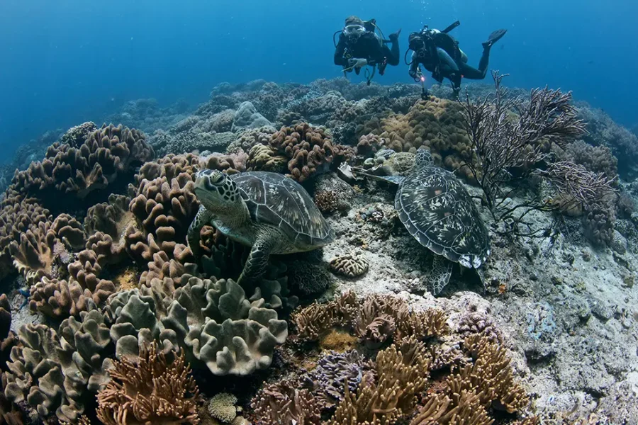 Underwater coral reef with two sea turtles and scuba divers photographing marine life.