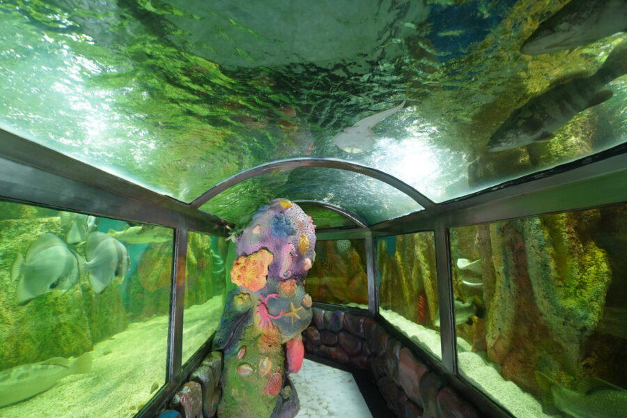 Underwater tunnel exhibit with marine life, colorful coral, and graceful rays and sharks.