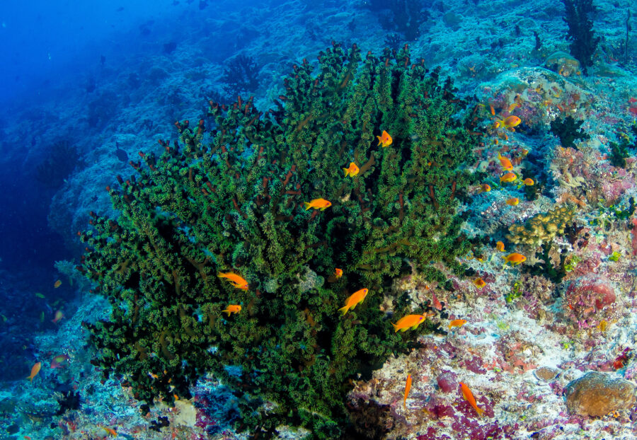 Vaadhoo caves and reef in Maldives offer a magnificent sea view near Male