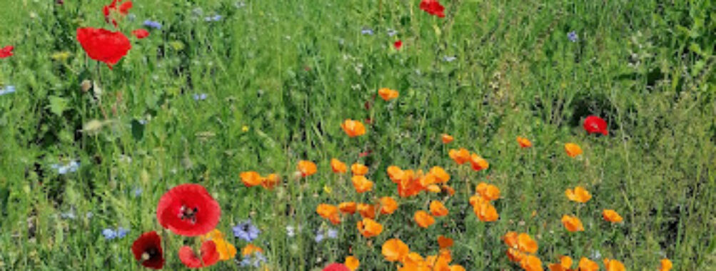 vagabond Garden Travel Forum Reviews