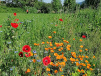vagabond Garden Travel Forum Reviews