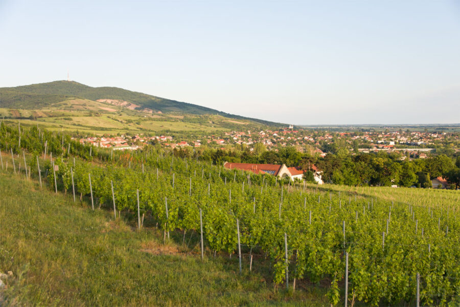 Tarcal vineyard rows leading to hillside village at sunset.