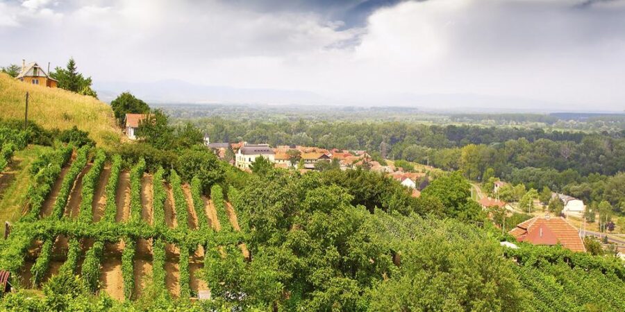 Panoramic vineyard hillside overlooking village, terraced vines, trees, and misty valley.