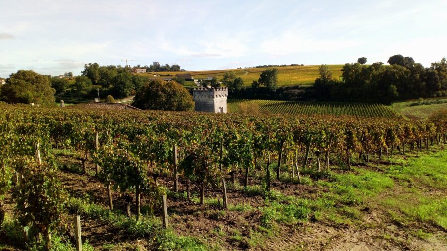 Serene vineyard with autumn grapevines, castle tower, lush landscape, and historic charm.