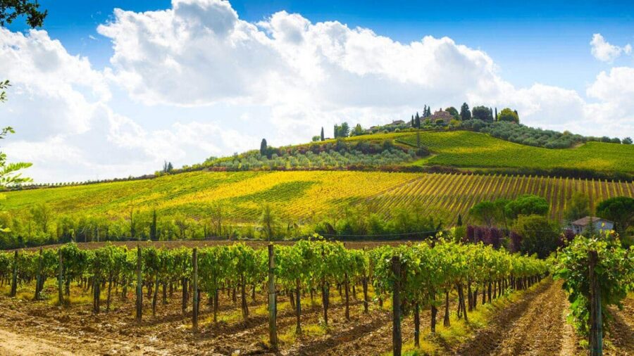 Vineyard landscape with picturesque hills, grapevines, blue sky, and farmhouse in Montalcino.