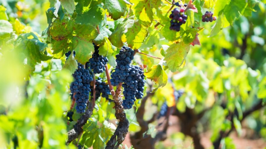 Ripe dark purple grapes in a sunlit vineyard, showcasing lush greenery and winemaking tradition.