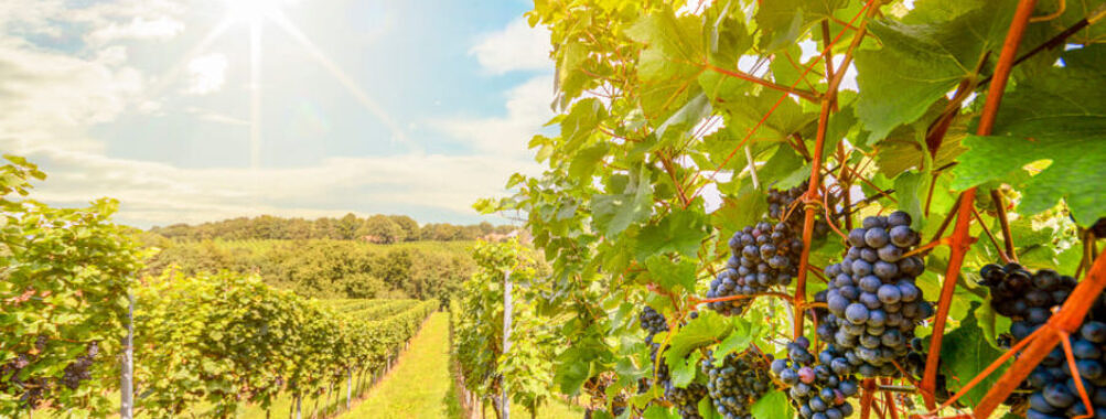 Picturesque Napa Valley vineyard with ripe grapes under sunny sky, capturing natural beauty and tranquility.