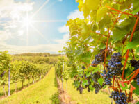 Picturesque Napa Valley vineyard with ripe grapes under sunny sky, capturing natural beauty and tranquility.