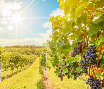 Picturesque Napa Valley vineyard with ripe grapes under sunny sky, capturing natural beauty and tranquility.