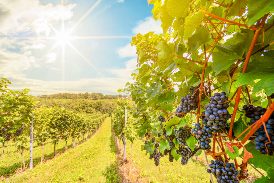 vineyard sunlight grapevines