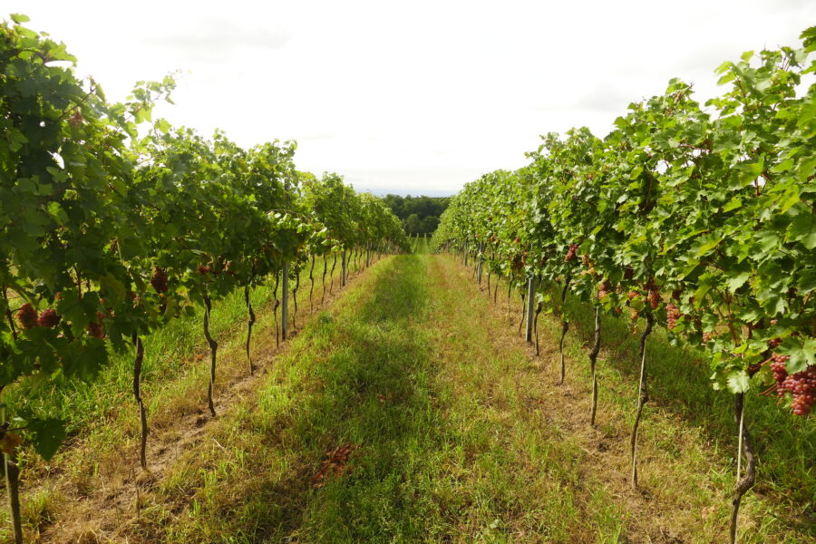 Red Veltliner grapes growing in a vineyard in Wagram, Austria, representing a rare variety used for white wine