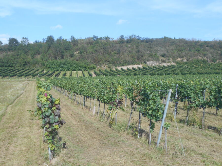 Vineyards of the Wagram, Austria