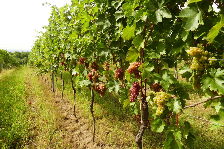 Close-up of Red Veltliner grapes in a vineyard located in Wagram, Austria, highlighting their rich color and healthy growth