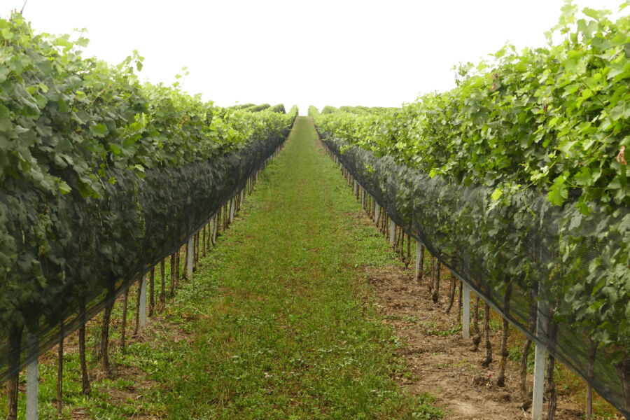 Scenic view of vineyards in the Wagram region, Lower Austria, with ripe grapes ready for harvest in the Wachau area