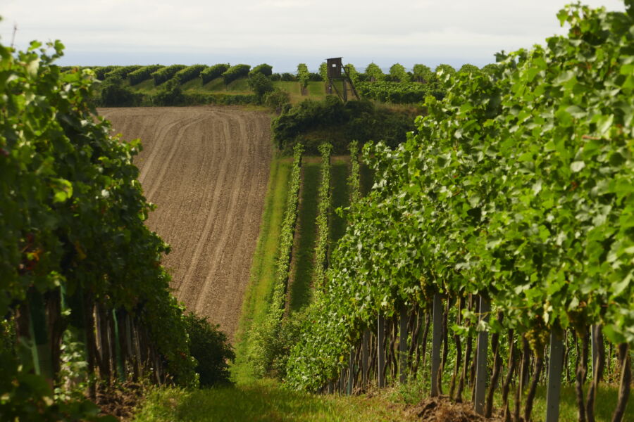 Scenic view of vineyards in the Wagram region, Lower Austria, with lush greenery and picturesque hills