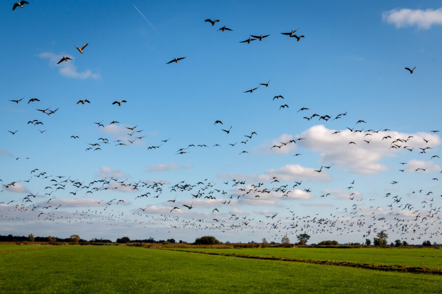 Birds soaring through the sky in Weerribben-Wieden National Park, Overijssel, Netherlands, highlighting wildlife.