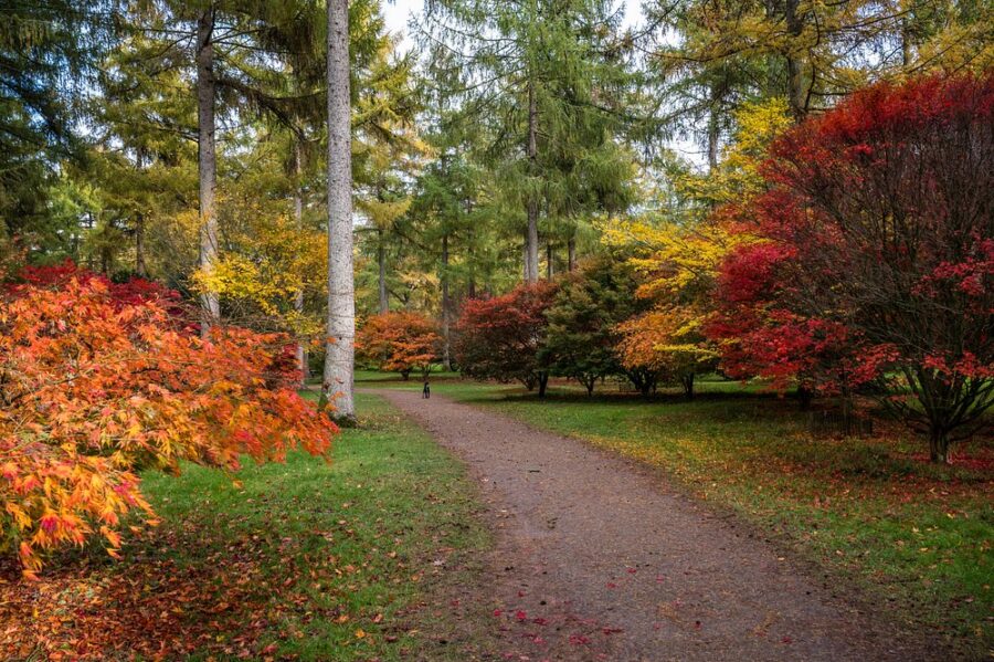 Picturesque walkway in Westonbirt Arboretum, England, bordered by trees showcasing bright, colorful leaves in fall.