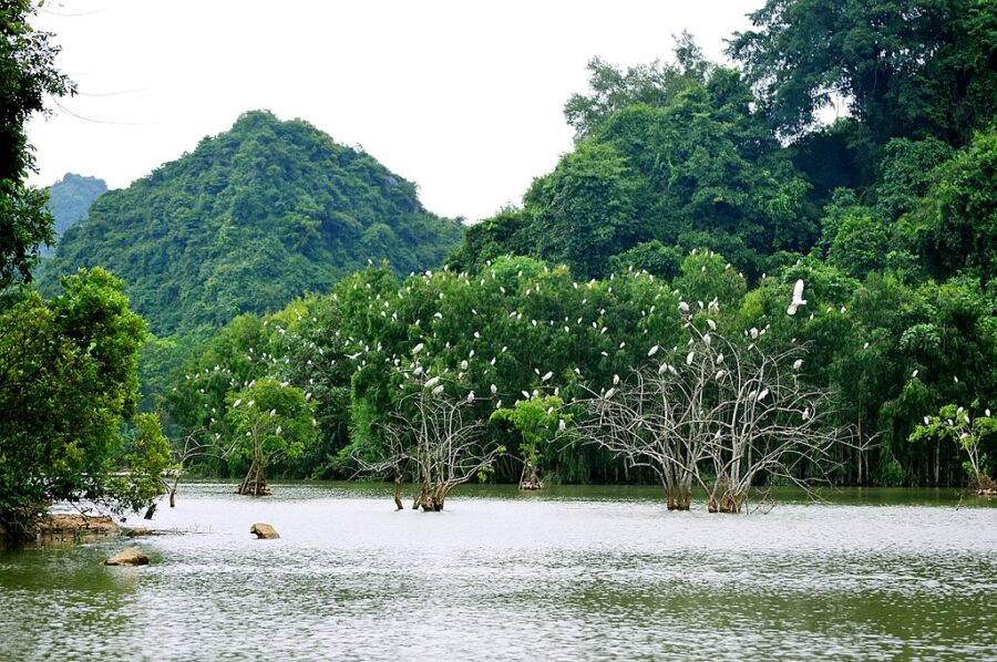 Wetland lake with white birds roosting in flooded trees against lush forest hills landscape.