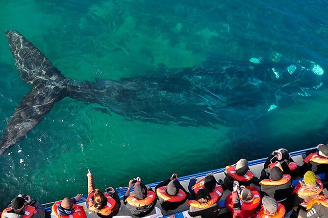 Whale Watching in Península Valdés