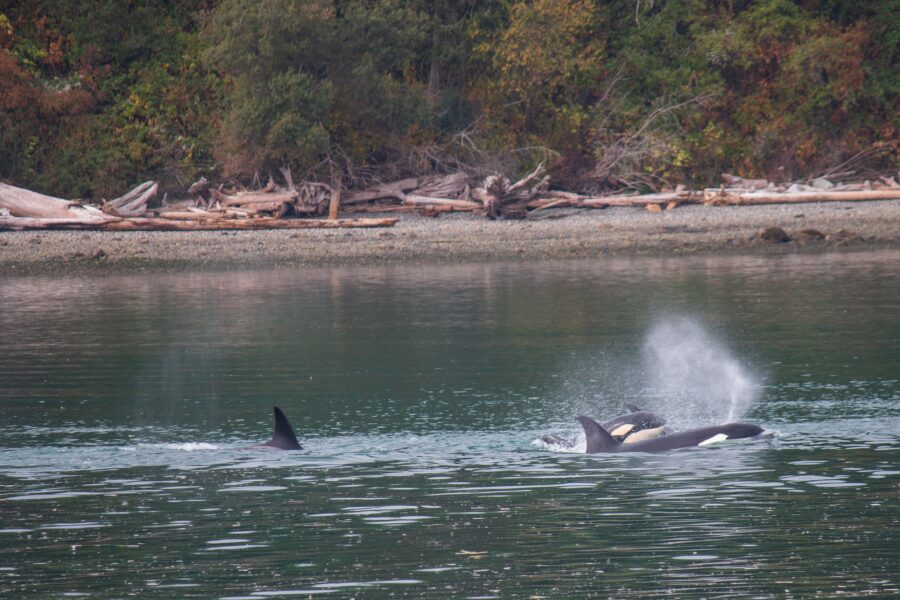 Whidbey Island's coastline with whales surfacing nearby, highlighting an exciting whale-watching experience.