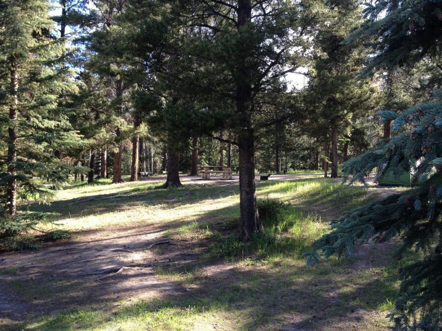 Lush green grass and towering trees in a tranquil forest at Whistlers Campground, Jasper National Park, Alberta, Canada.
