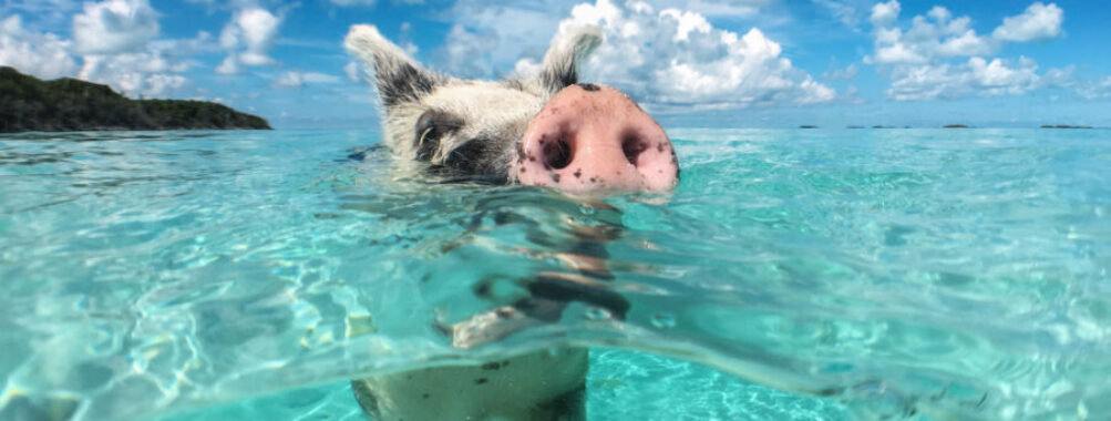 Wild pig gliding through the vibrant waters of Big Majors Cay in The Bahamas, highlighting the island's natural charm.