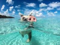 Wild pig gliding through the vibrant waters of Big Majors Cay in The Bahamas, highlighting the island's natural charm.