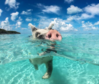 Wild pig gliding through the vibrant waters of Big Majors Cay in The Bahamas, highlighting the island's natural charm.